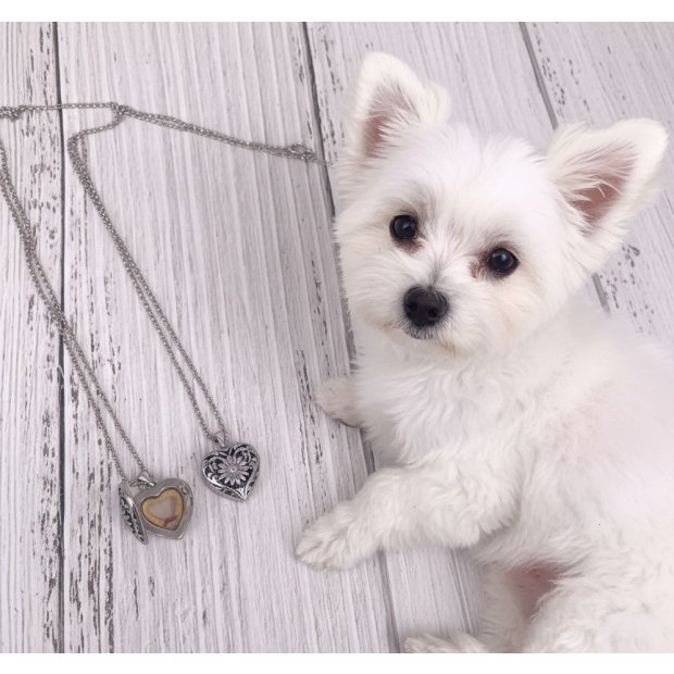 寵物純銀心型項鍊.jpg